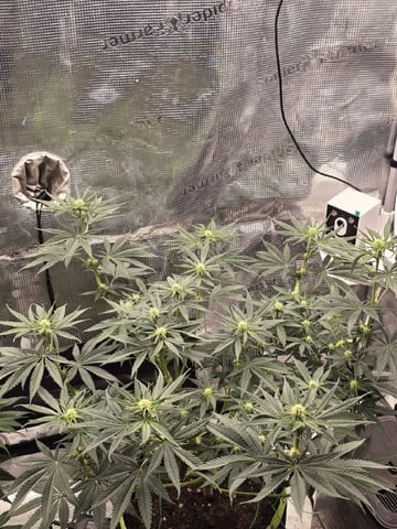  1 Blue Zushi x Venom & 1 Jack Here x Strawberry Cookies OG — flower, day 59