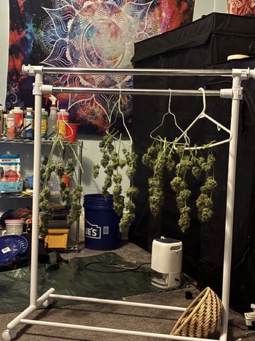 Natti Runtz — harvest, day 96