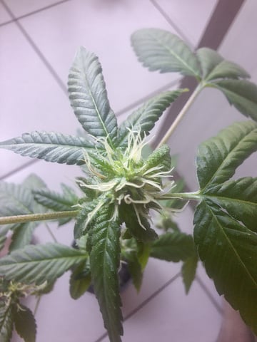 Armário  — flower, day 7