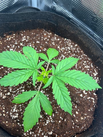 sticking to basics second grow — vegetative, day 11