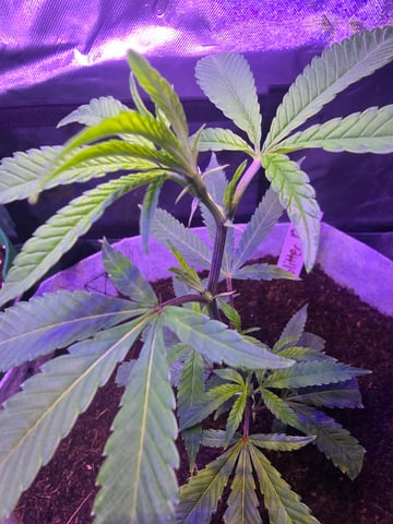 FIRST GROW — vegetative, day 9