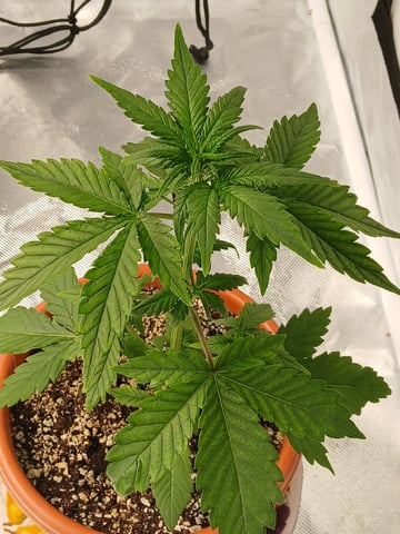 CountryG  — seedling_rooting, day 27