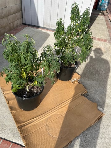 unknown hybrid possibility  — flower, day 13