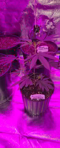 DeathStar, Grease Monkey, Goat Latto, Northern Lights — vegetative, day 20