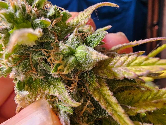 banana blaze  — flower, day 68