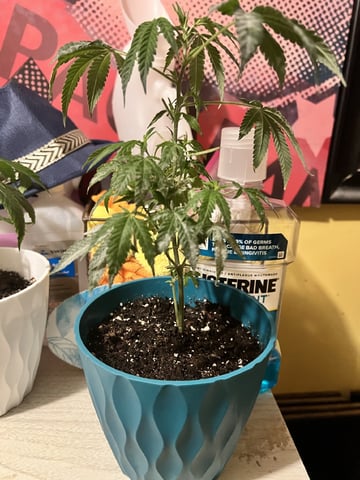 Veg And Auto-Bloom Room
