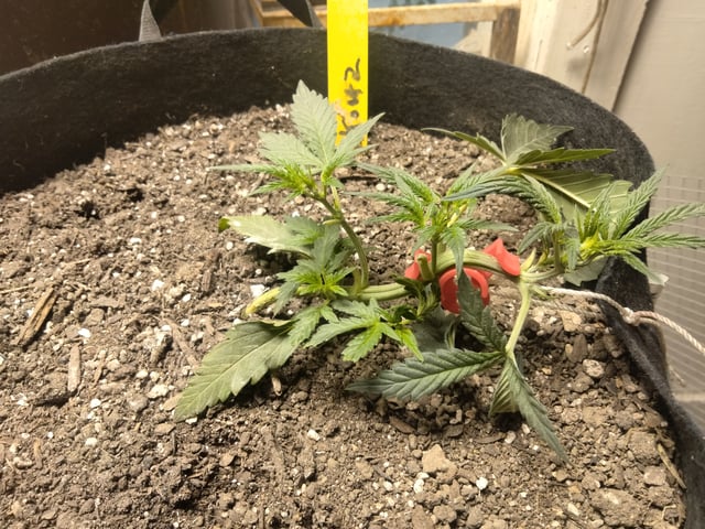 jay seaton  — done, day 116