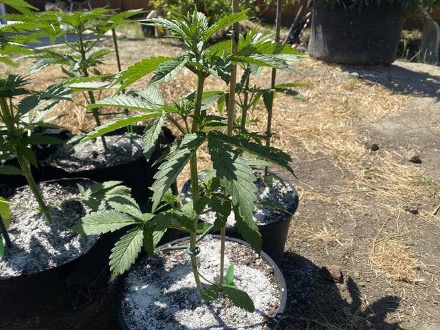 Auto Grow #1 2026 — flower, day 38