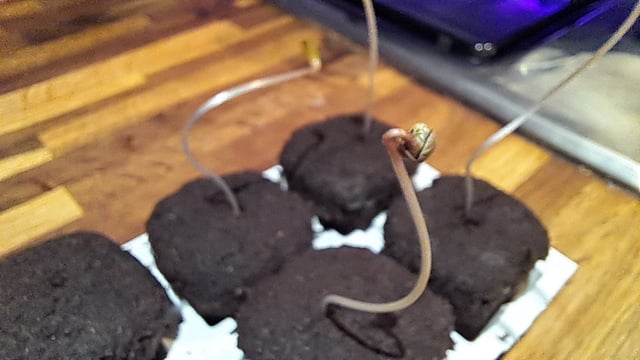 No3 — germination, day 8