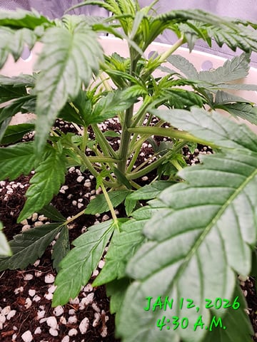 Dos Si Dos. Indica — vegetative, day 18