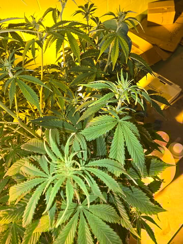 2nd Autoflower Indoor Grow — flower, day 56