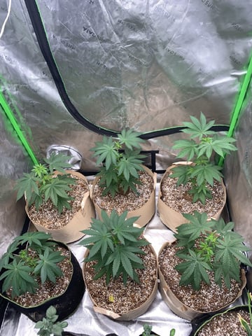 Papaya Frosting  — vegetative, day 41