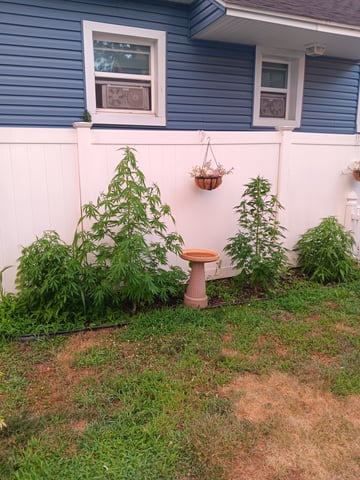 Outdoor summer 2025 grow — vegetative, day 7
