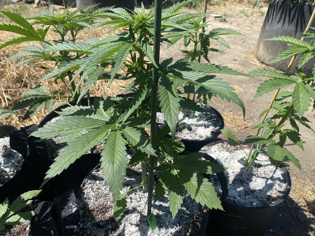 Auto Grow #1 2026 — flower, day 38