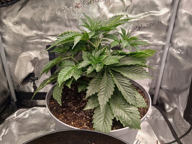 Gorilla Sherbert Feminized From Blimburn Seeds  — vegetative, day 24