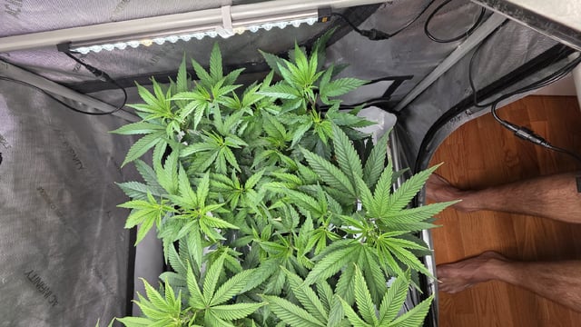 Strawberry Sugar  — vegetative, day 53