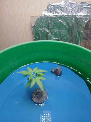 Hydro — vegetative, day 4