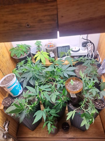 Yeti's Perpetual — vegetative, day 33