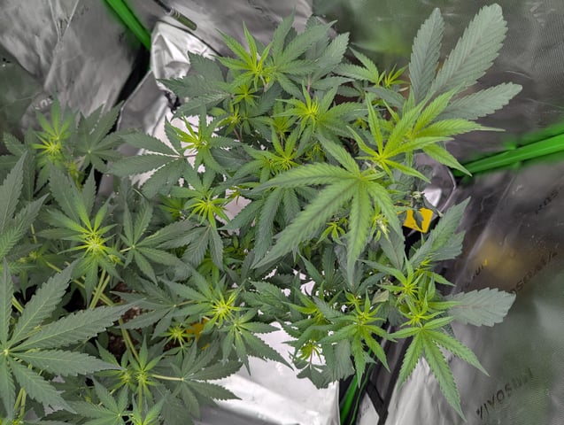 First Grow — flower, day 35