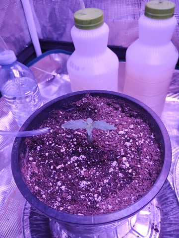 my first time growing in a grow tent  — seedling_rooting, day 6