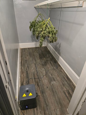 3rd Grow 3x3 tent — flower, day 91