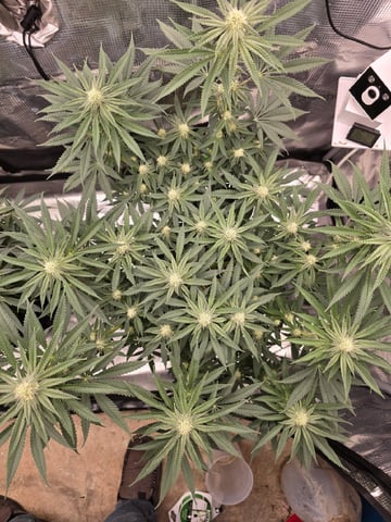  1 Blue Zushi x Venom & 1 Jack Here x Strawberry Cookies OG — flower, day 68
