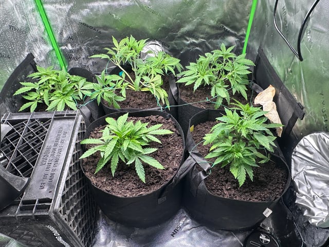 runts — vegetative, day 30