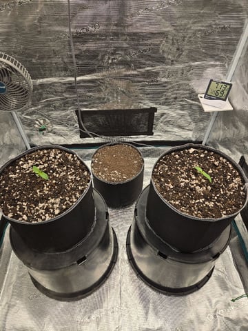 StrawZ (autoflower) — seedling_rooting, day 8