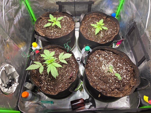 Special Kush#1 and Purple Queen Auto  — seedling_rooting, day 16