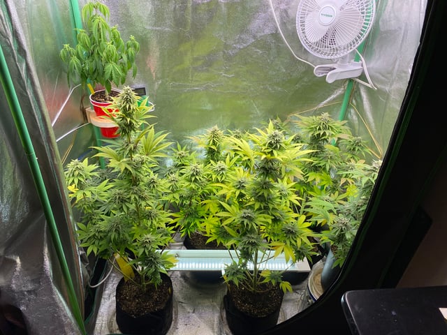 The White X Run Away Bride #3 — flower, day 89
