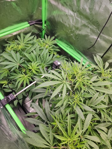 critical Michigan gelato 