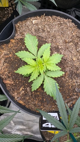 Mixed Grow — grow_setup, day 56