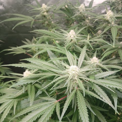 run #3 — flower, day 64