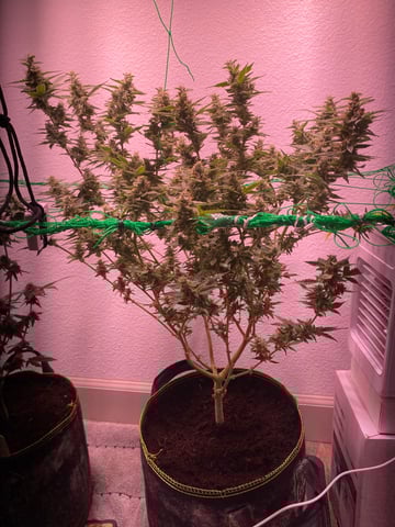 pineapple Express  — flower, day 31
