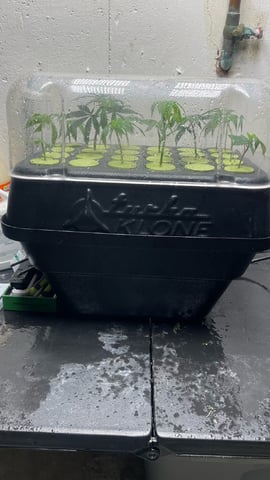 Clones Fat Bastard Clones  — seedling_rooting, day 1
