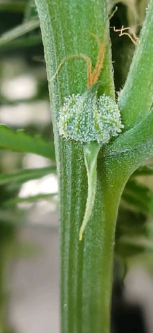 newest ggs setup grow — flower, day 53