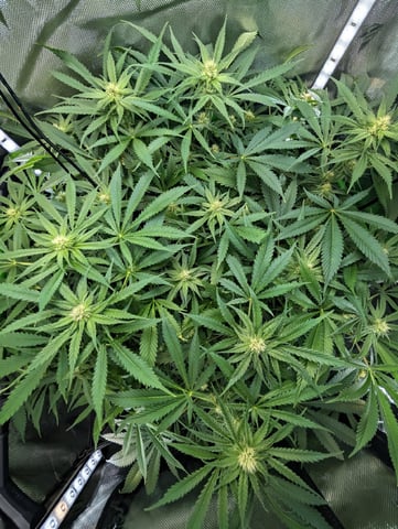 Cinderella 99 — flower, day 79