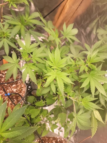 Ghetto Growing — germination, day 11