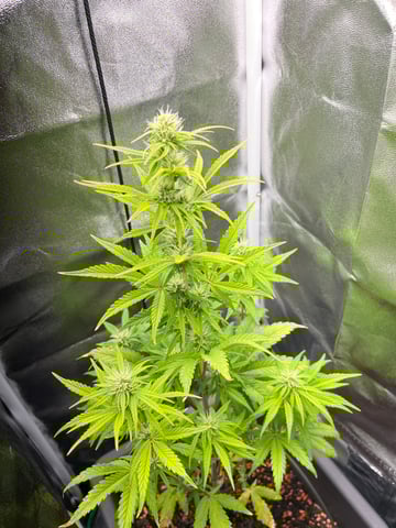 test 1 vanilla gelato — flower, day 35