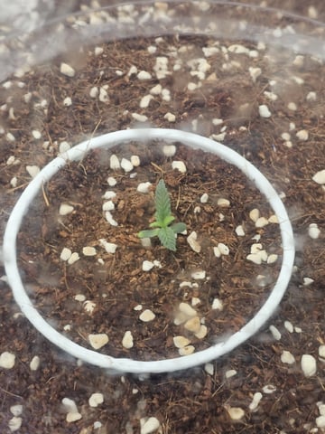 Bruce Banner — seedling_rooting, day 98