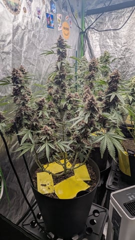 Mixed Grow — flower, day 106