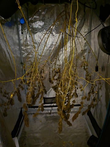 Big Momma Blue Dream  — harvest, day 81