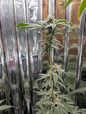 B E A utiful  — flower, day 118