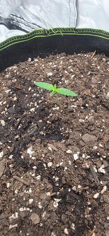 Beginner - My first grow has been an incredible experience so far! — seedling_rooting, day 12