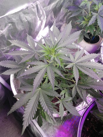 AWC  — flower, day 38