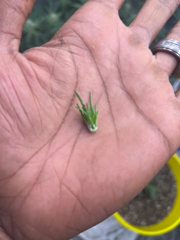 Gorilla Glue auto — vegetative, day 20