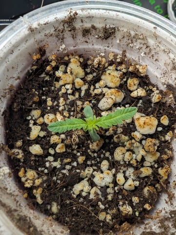 outdoor — seedling_rooting, day 15