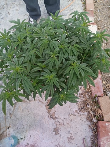 Purple Plum Perfect 💜 & 2 Grape Runtz 🍇 Mainlining garden.  — vegetative, day 120