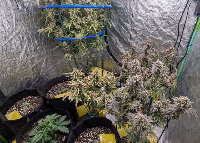 Mixed Grow — flower, day 121