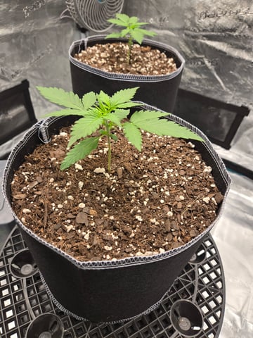 Mimosa Sunrise XXL 3x3 tent — vegetative, day 8